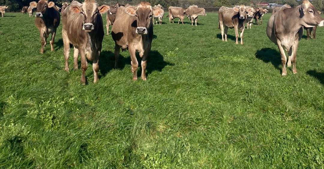 Brown Swiss cattle for sale